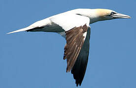 Northern Gannet