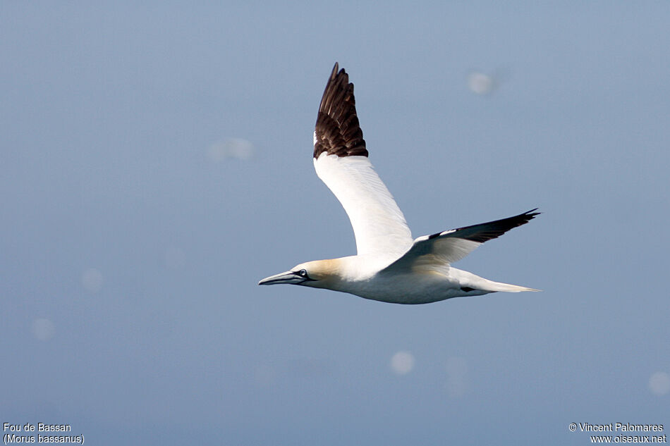 Northern Gannet