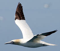 Northern Gannet