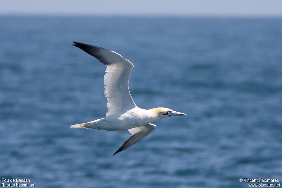 Northern Gannet