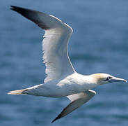 Northern Gannet