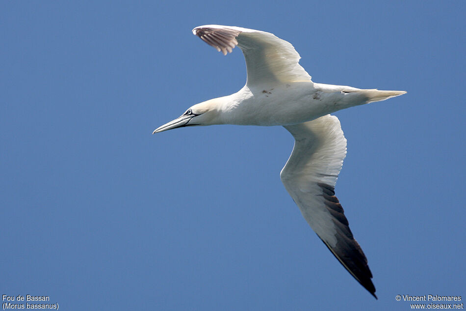 Northern Gannet