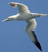 Northern Gannet