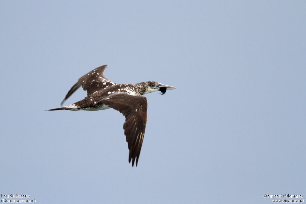 Northern Gannetimmature, Flight