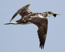 Northern Gannet