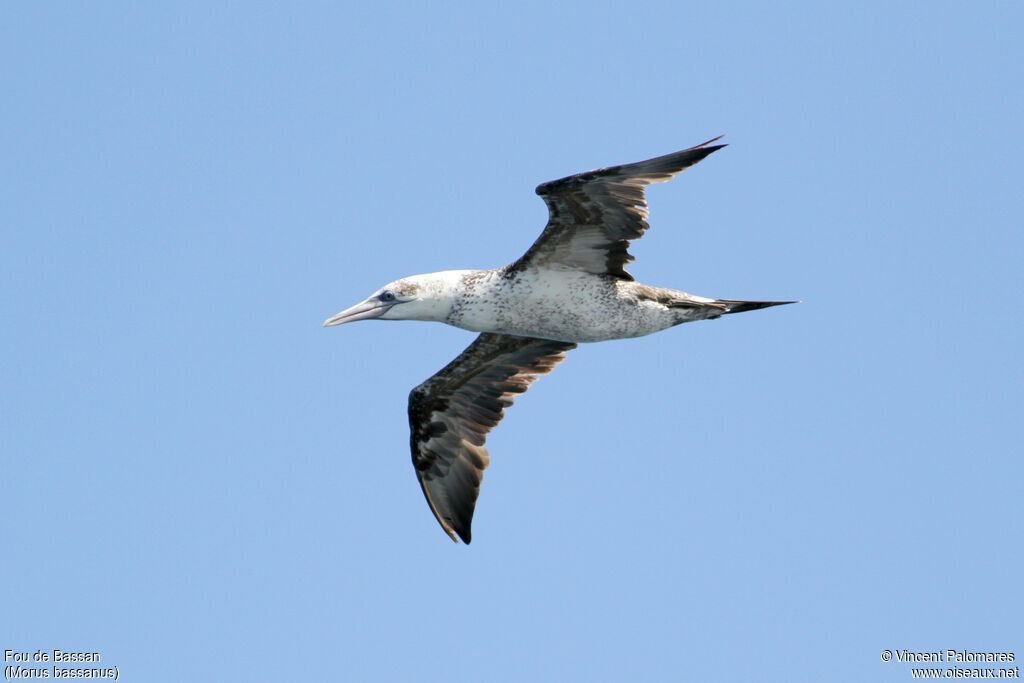 Northern Gannet