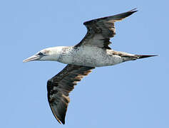 Northern Gannet