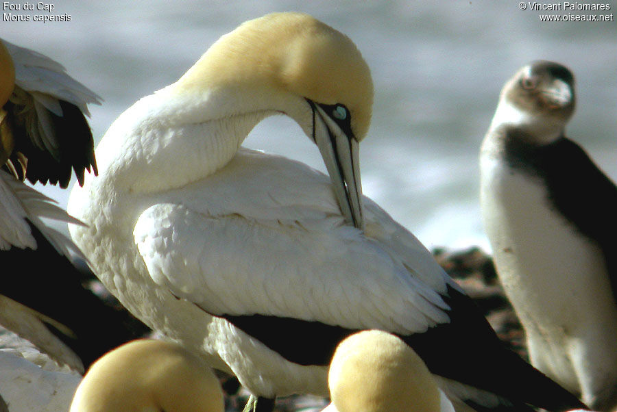 Cape Gannet