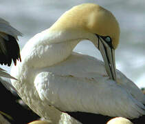 Cape Gannet