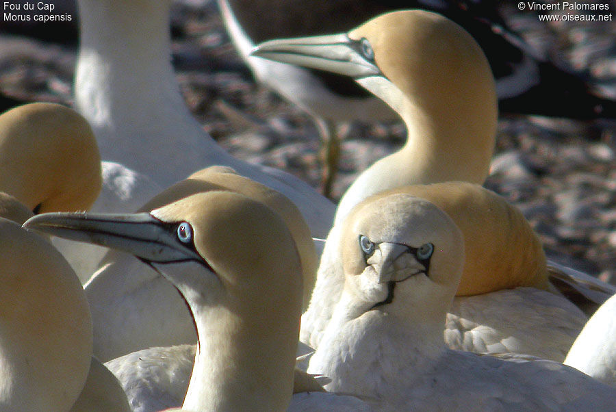 Cape Gannet