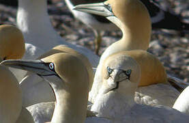 Cape Gannet