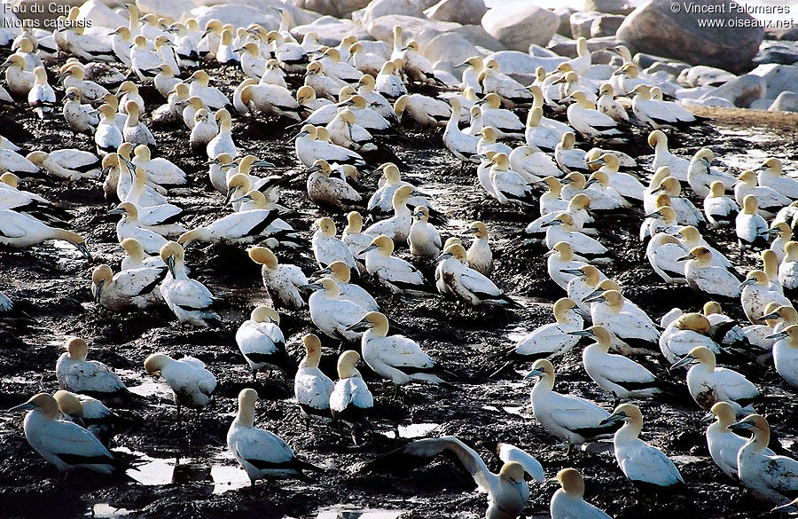 Cape Gannet