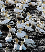 Cape Gannet