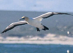 Cape Gannet