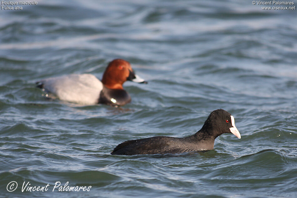 Eurasian Coot