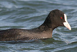 Eurasian Coot