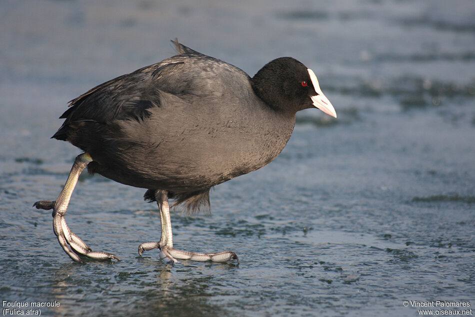 Eurasian Coot