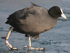 Eurasian Coot