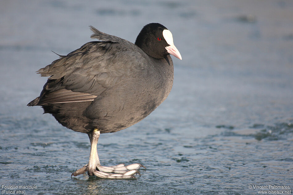 Eurasian Coot