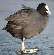 Eurasian Coot