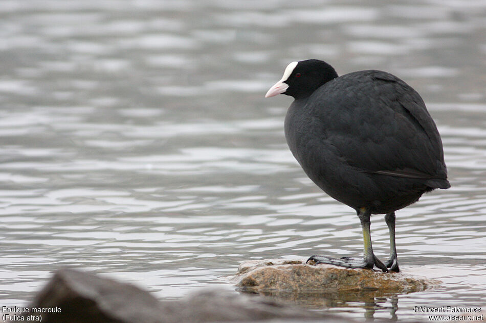 Eurasian Coot