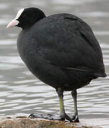 Eurasian Coot