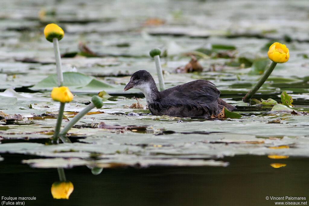 Eurasian Cootjuvenile