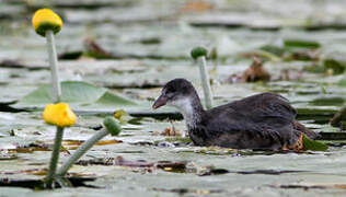 Eurasian Coot