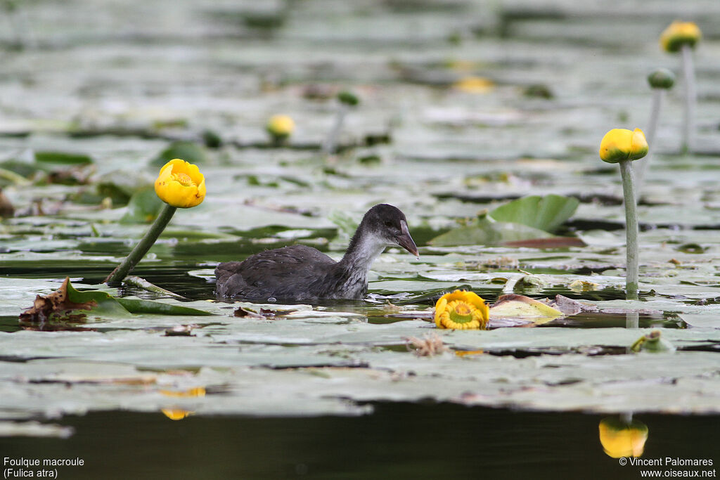 Eurasian Cootjuvenile