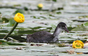 Eurasian Coot