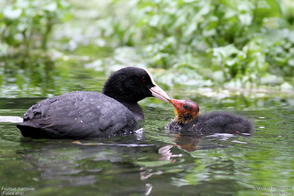 Eurasian CootPoussin, Reproduction-nesting