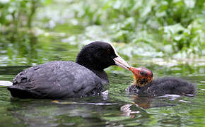 Eurasian Coot