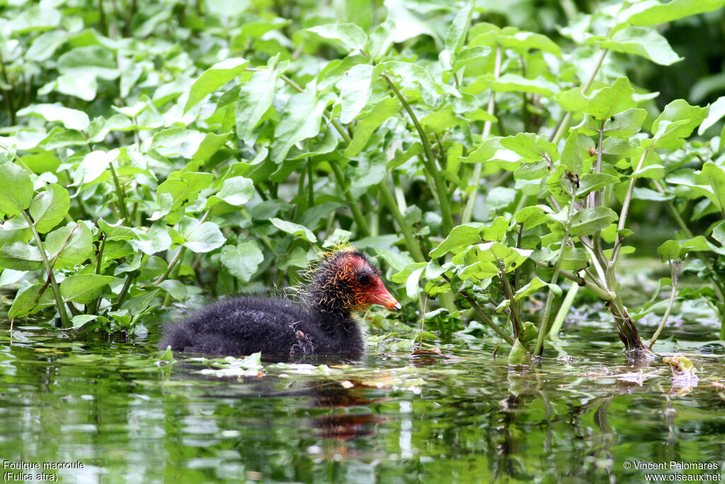 Foulque macroulePoussin