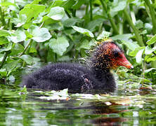 Eurasian Coot