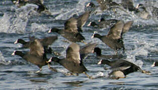 Eurasian Coot