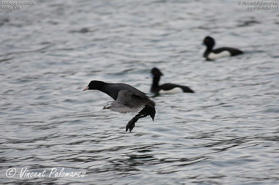 Eurasian Coot