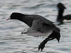 Eurasian Coot