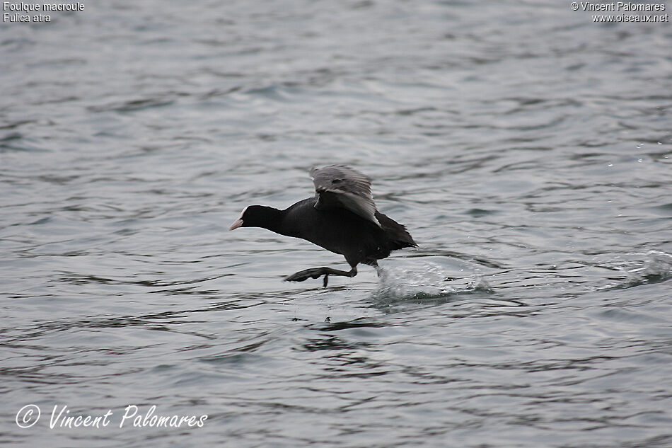 Eurasian Coot