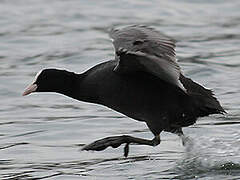 Eurasian Coot