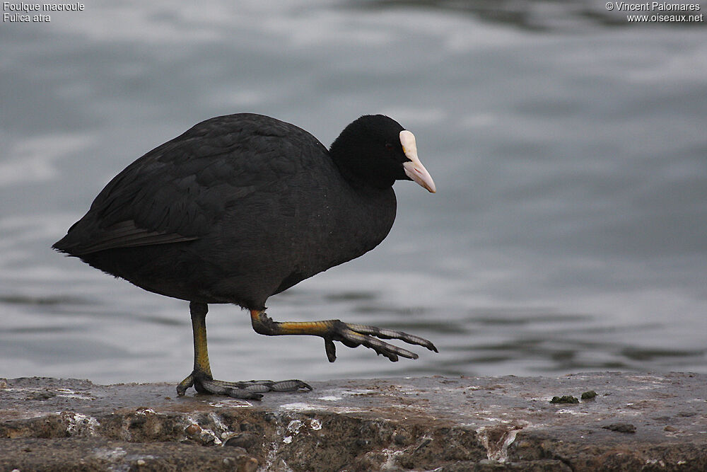 Eurasian Coot