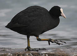 Eurasian Coot