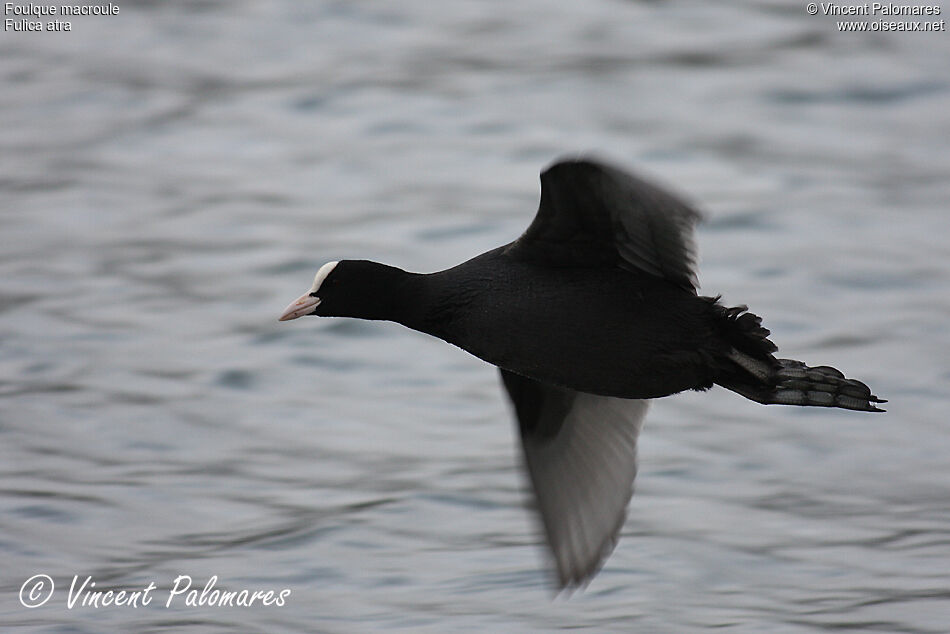 Eurasian Coot