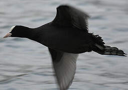 Eurasian Coot