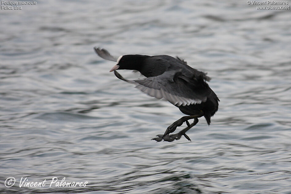 Eurasian Coot