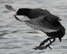 Eurasian Coot