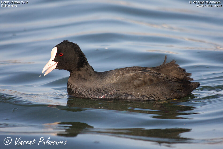 Eurasian Coot