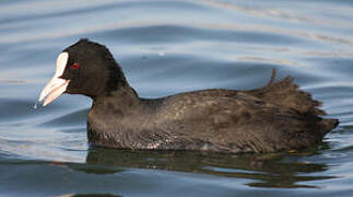 Eurasian Coot