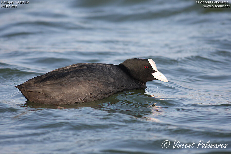 Eurasian Coot