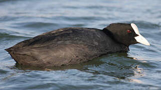 Eurasian Coot