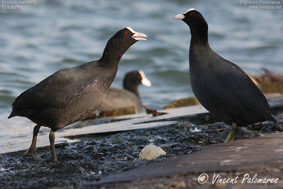 Eurasian Coot